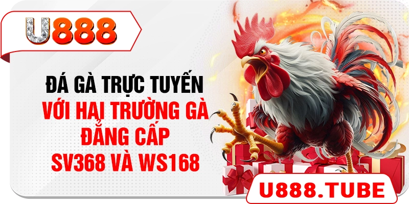 Đá gà trực tuyến với hai trường gà đẳng cấp SV368 và WS168